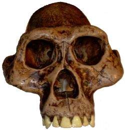 Australopithecus afarensis was a bipedal hominid ancestor