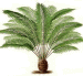 Cycads have a large crown of compound leaves and a stout trunk.