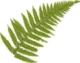 Ferns originated in the Middle or Late Devonian  period