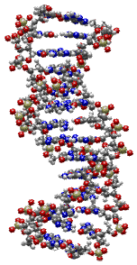 DNA double helix