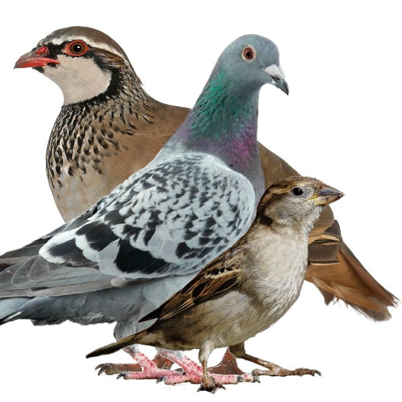partridge, pigeon and sparrow