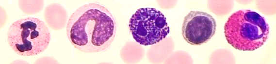 leukocytes (white blood cells)