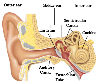 Human Sense Organs Ear