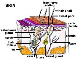 Skin