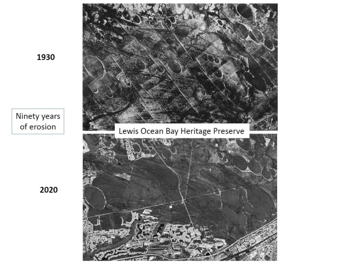 erosion of the Carolina Bays