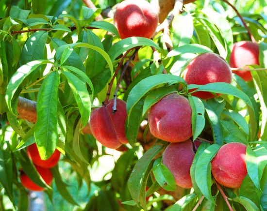 Peach Tree with fruit