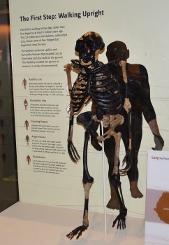 Australopithecus