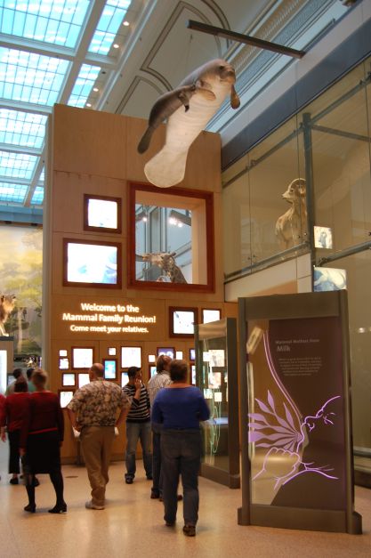 NMNH Mammal Hall