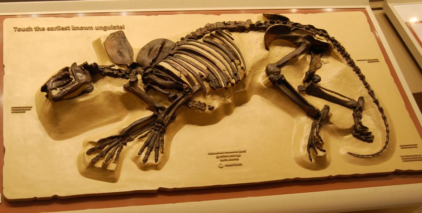 The earliest known ungulate