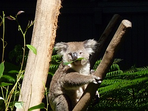 Koala Bear at the Taronga Zoo