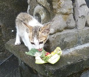 Cat eating Hindu offerings