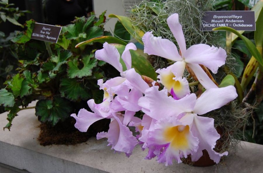 U.S. Botanic Garden Orchid