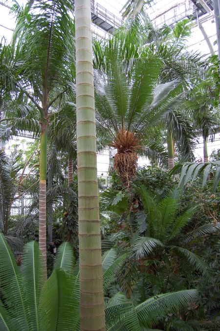 U.S. Botanic Garden palms