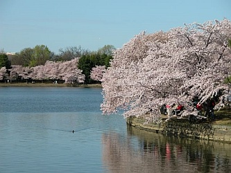 Cherry Trees by the Tidal Basin