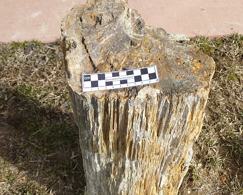 Tree trunk fossil
