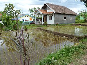 Indonesian country house with rice paddies