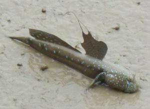 Blue-spotted Mudskipper (Boleophthalmus pectinirostris)