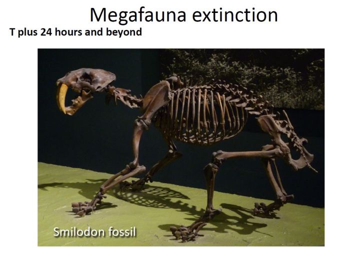 fossil of extinct smilodon