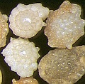 foraminifera