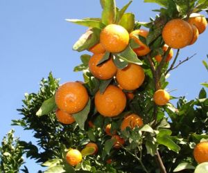 Florida orange tree full of fruit