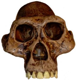 Australopithecus afarensis fue un antepasado homínido bípedo