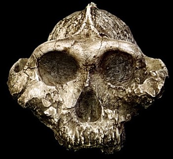 Australopithecus boisei