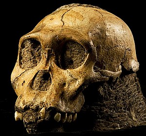 Australopithecus sediba