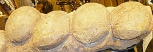 hadrosaur eggs