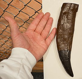 Tyrannosaurus rex tooth
