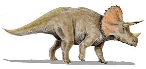 Triceratops