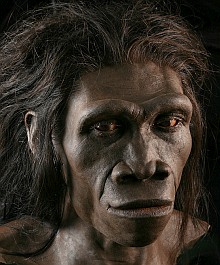 Homo erectus model
