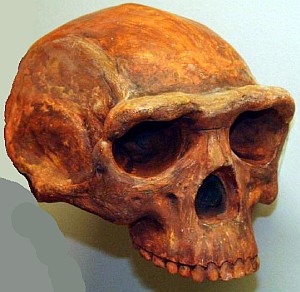 Homo erectus