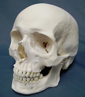 Homo sapiens