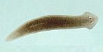 Planarian