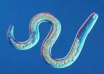 Roundworm