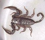 Scorpion