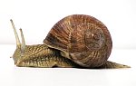 Snail