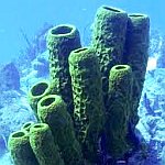 Sponge