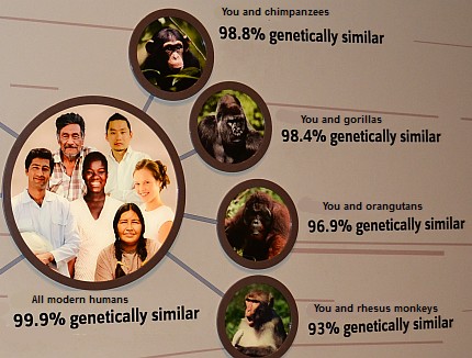 Human similarity
