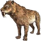 Saber tooth tiger (Smilodon)