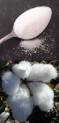 Cotton and Sugar are carbohydrates