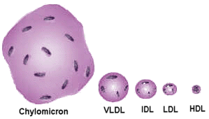 Relative sizes of lipoproteins