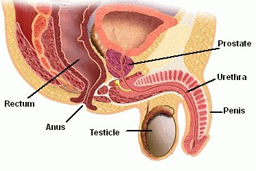 Prostate - male anatomy