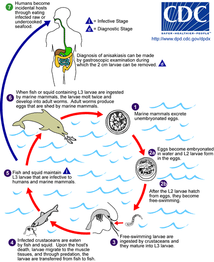 Life Cycle of Anisakis simplex