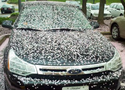 Car covered with cherry blossoms
