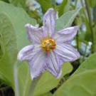 Flor de Berenjena