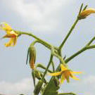 Flor de Tomate