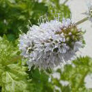 Flor de hierbabuena