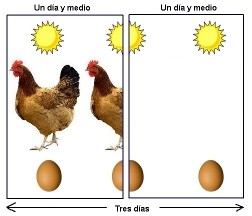 una gallina y media