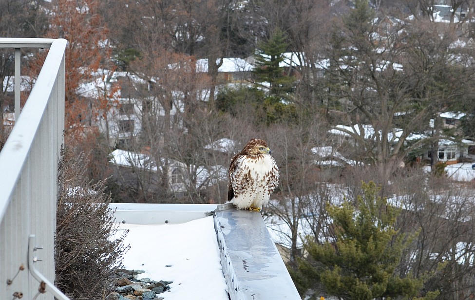Hawk - January 25, 2014